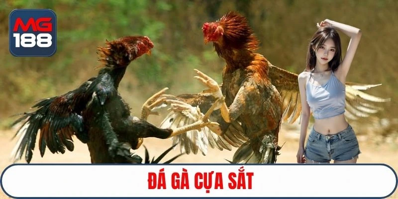 da-ga-cua-sat-avt